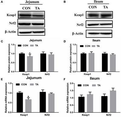 Tannic acid attenuates intestinal oxidative damage by improving antioxidant capacity and intestinal barrier in weaned piglets and IPEC-J2 cells